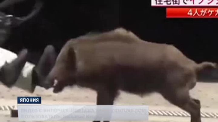 Кабан жестоко атаковал японских журналистов