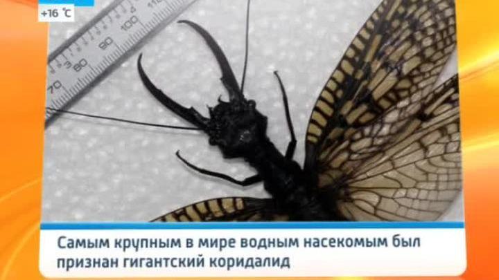 Насекомое