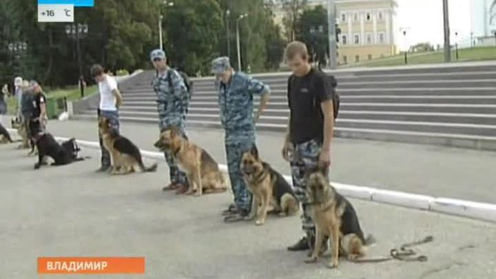 Собаки
