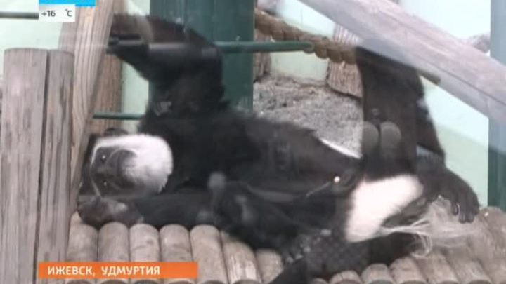 Приматы