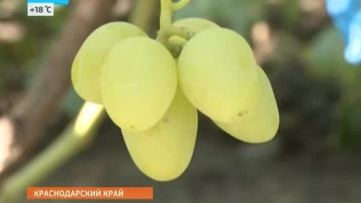 Виноград