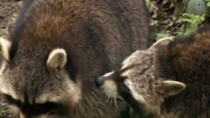 Закон природы. Аленький грибочек