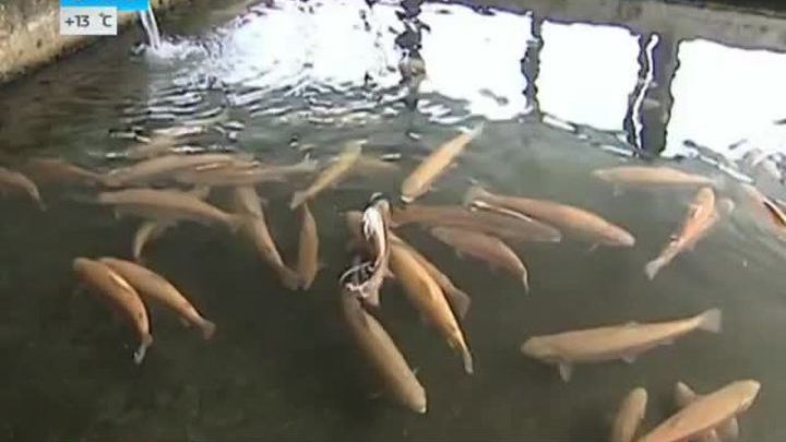 Эфир от 20.08.2014