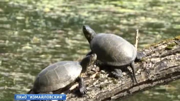 Черепахи