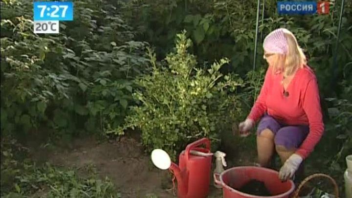 Утро России. Ганичкина