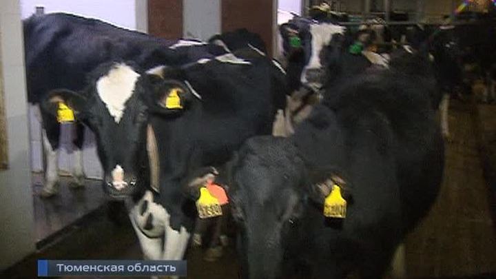 "Столица деревень" оказалась лучшим городом России
