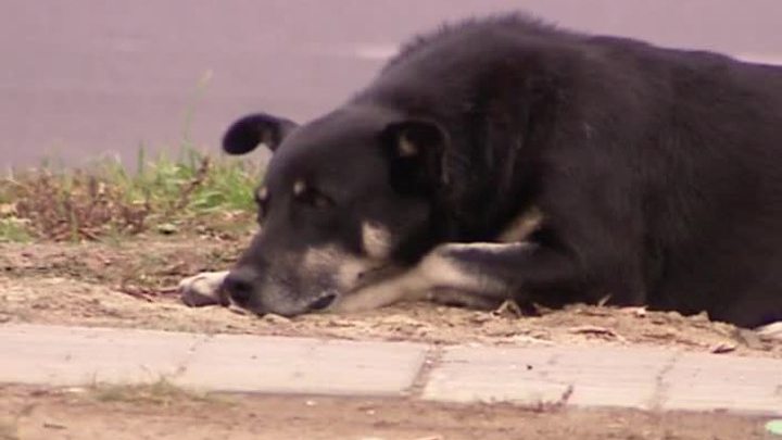В Битцевском парке бродячие собаки загрызли пенсионерку