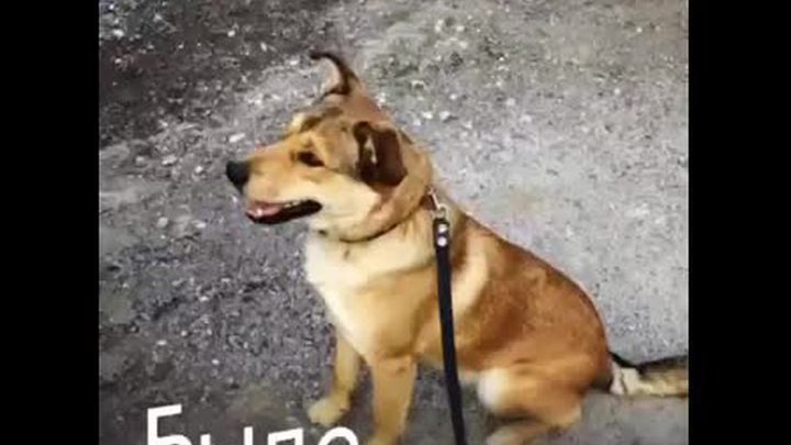 SOS: приютские собаки оказались в заложниках