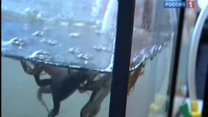 На таможне задержали две тысячи редких лягушек