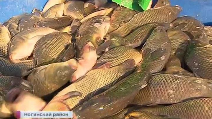 В магазинах Москвы станет больше отечественной рыбы