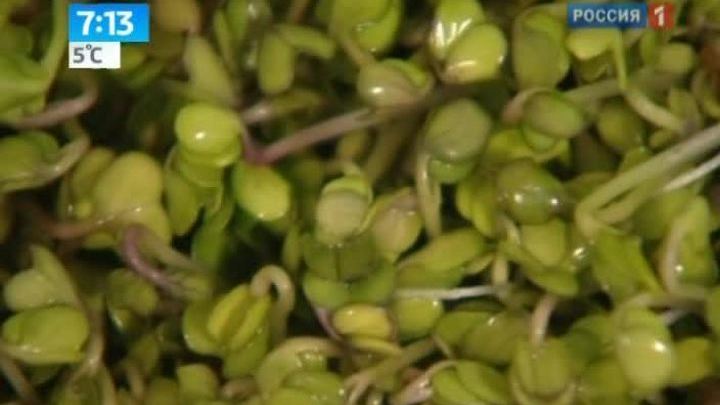 Пророщенные зёрна хороши в малых дозах