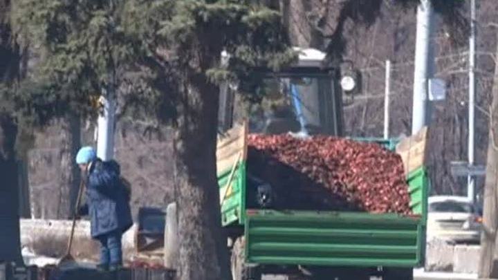 Столичные газоны и клумбы готовят к весенне-летнему сезону