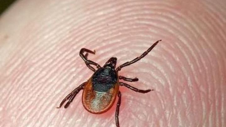 Наиболее опасный месяц в плане заболевания клещевым энцефалитом – май