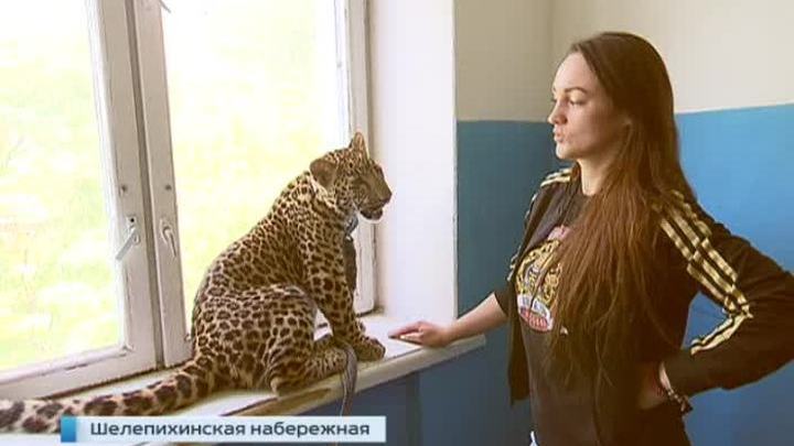 На Шелепихинской набережной ловили леопарда