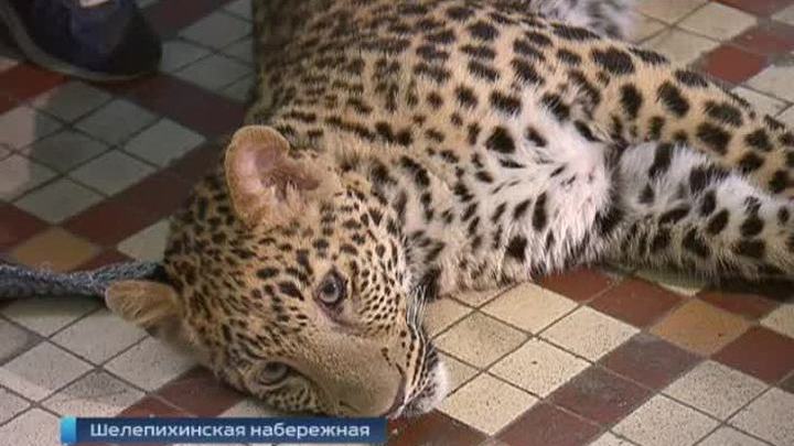 Игра в кошки-мышки: в Москве пойман беглый леопард