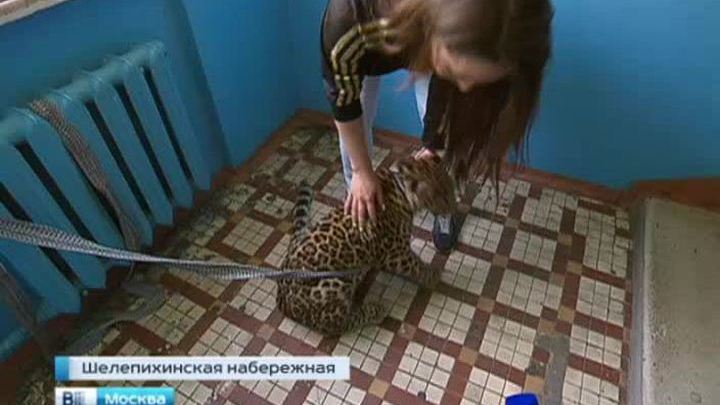 Московская полиция ищет хозяина обнаруженных леопардов