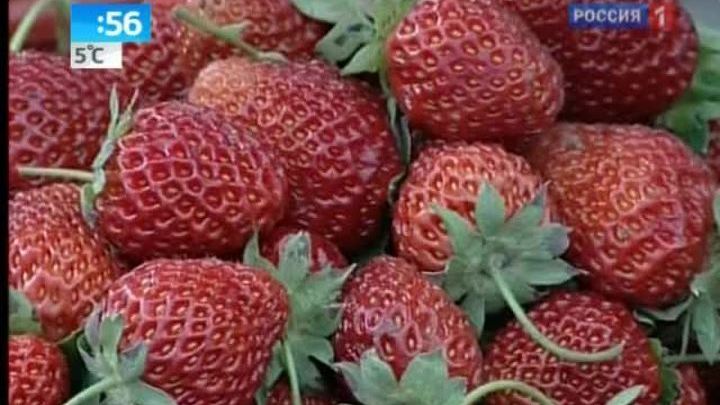 Диетологи советуют закусывать клубникой