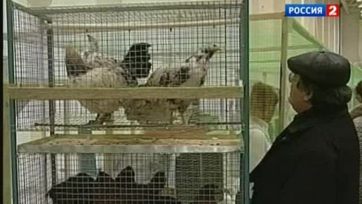 Кому нужны зеленые яйца?