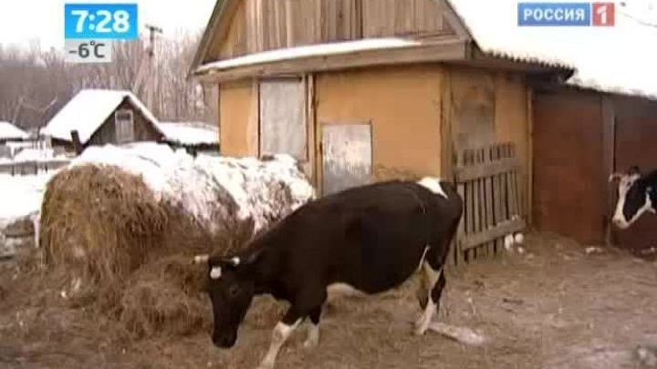 Утро России. Замерзают животные