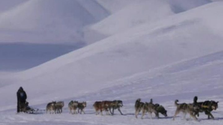 Ездовые собаки Чукотки