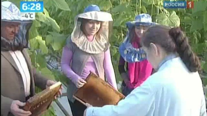 Шмелям погода нипочем