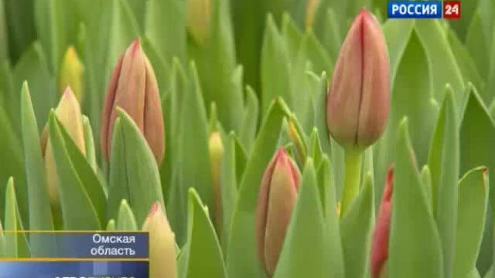 "Вести. Агробизнес" от 3 марта 2012 года