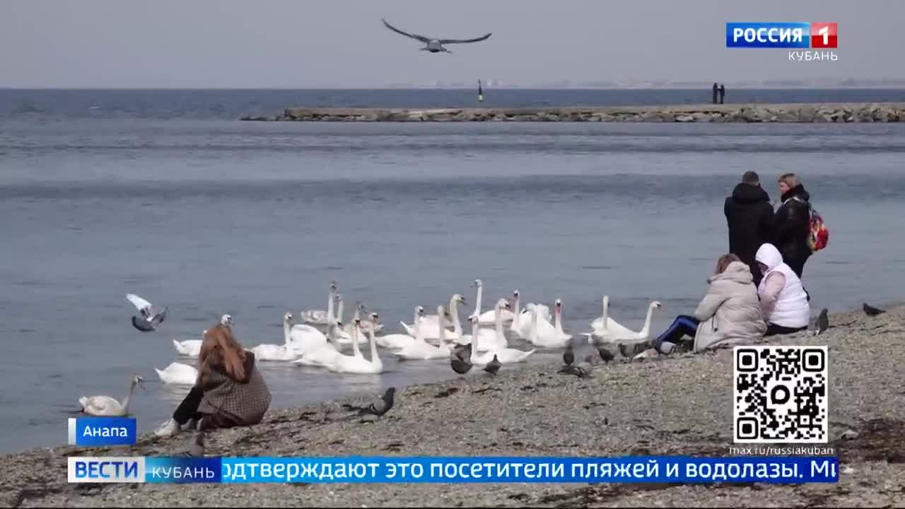 "Реанимация" пляжей Анапы продолжается