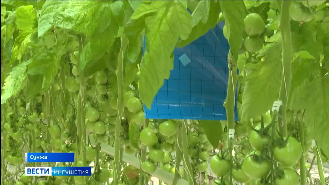 В Ингушетии продолжается фитосанитарный мониторинг тепличных хозяйств