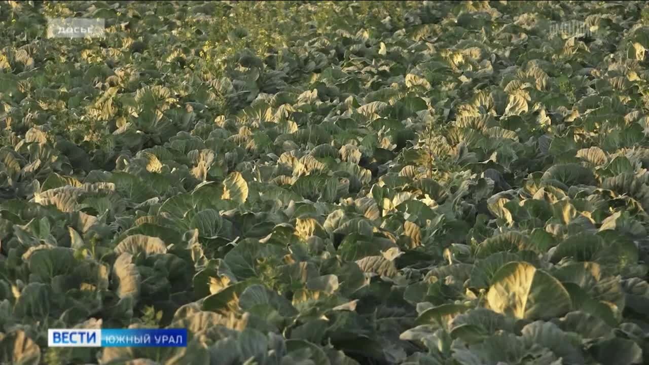Площадь обработки полей агродронами увеличат в Челябинской области
