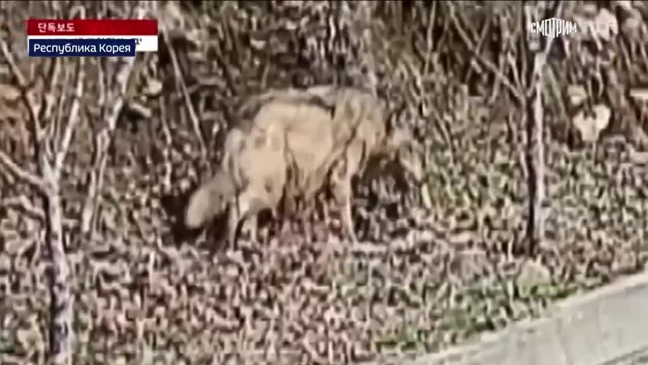 Саратовский волк взбудоражил корейский мегаполис
