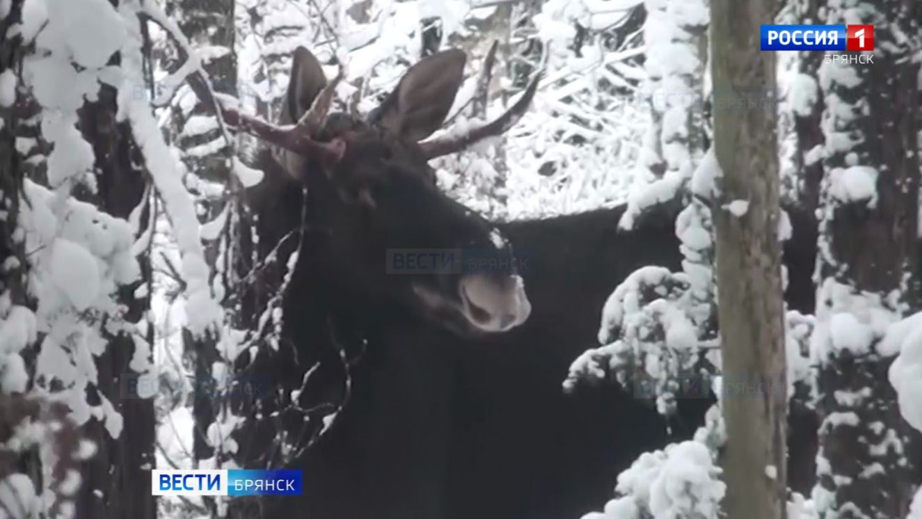 На Брянщине завершился зимний учет зверей