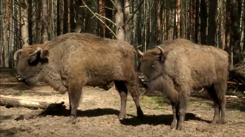 Экологический туризм. Экологическое благополучие