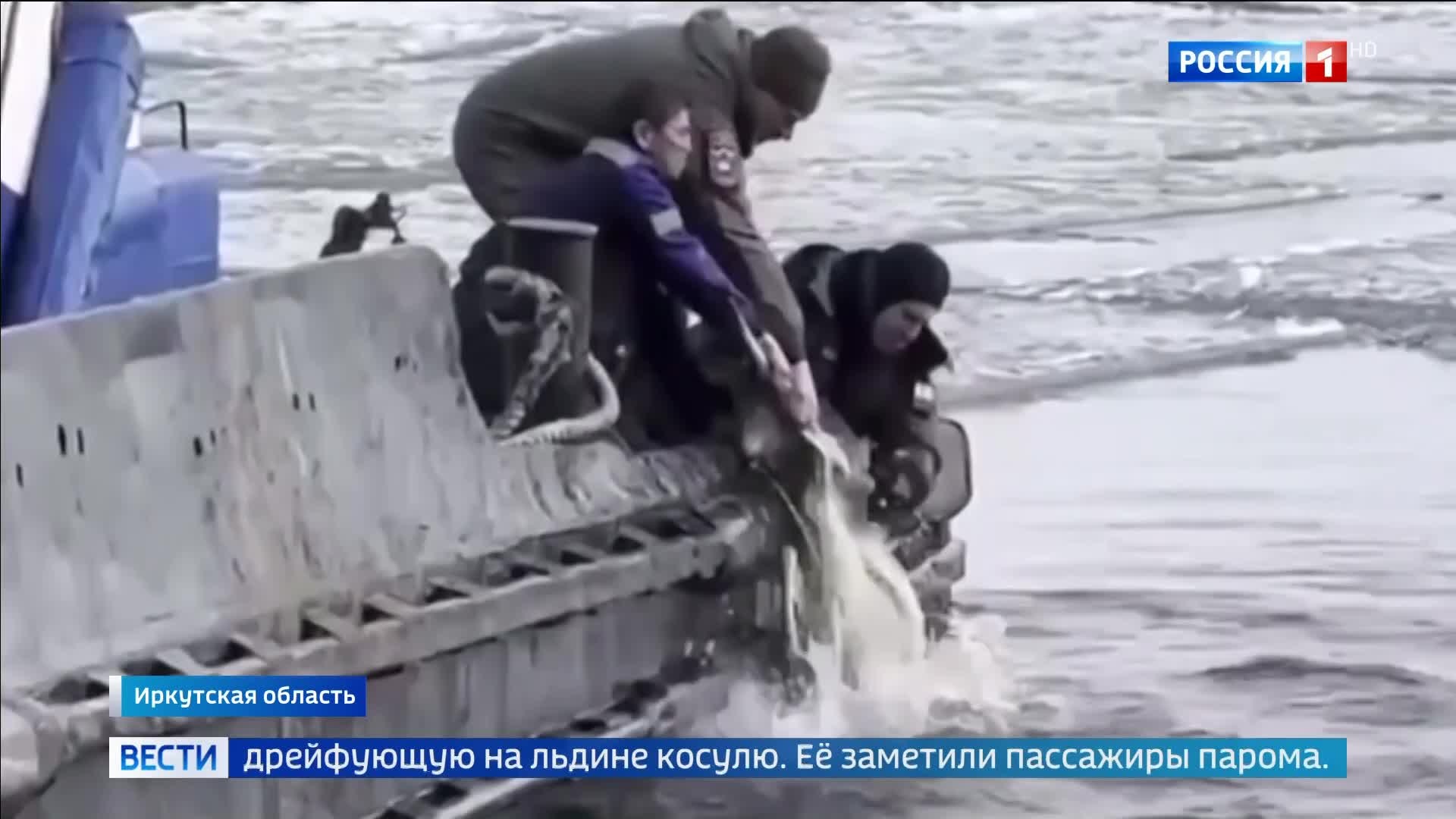 В Прибайкалье спасли косулю с льдины, айсберг А23а почти полностью растаял.