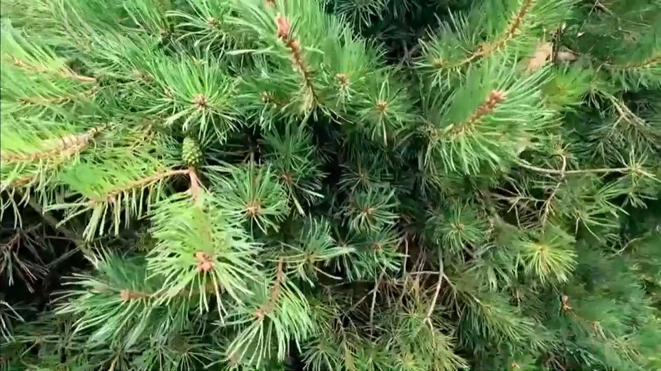 Геном хвойных