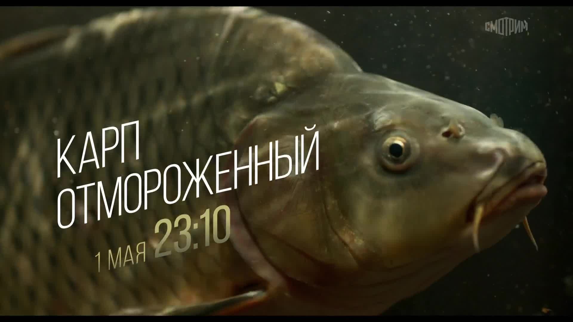 Карп отмороженный. 1 мая