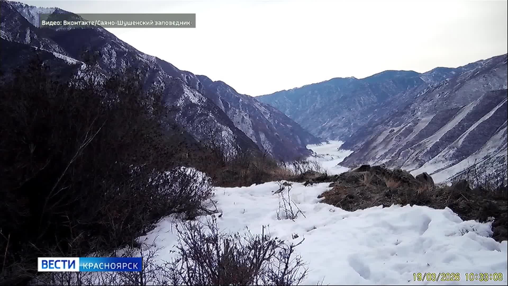В Саяно-Шушенском заповеднике ученые наблюдают за семьёй снежных барсов