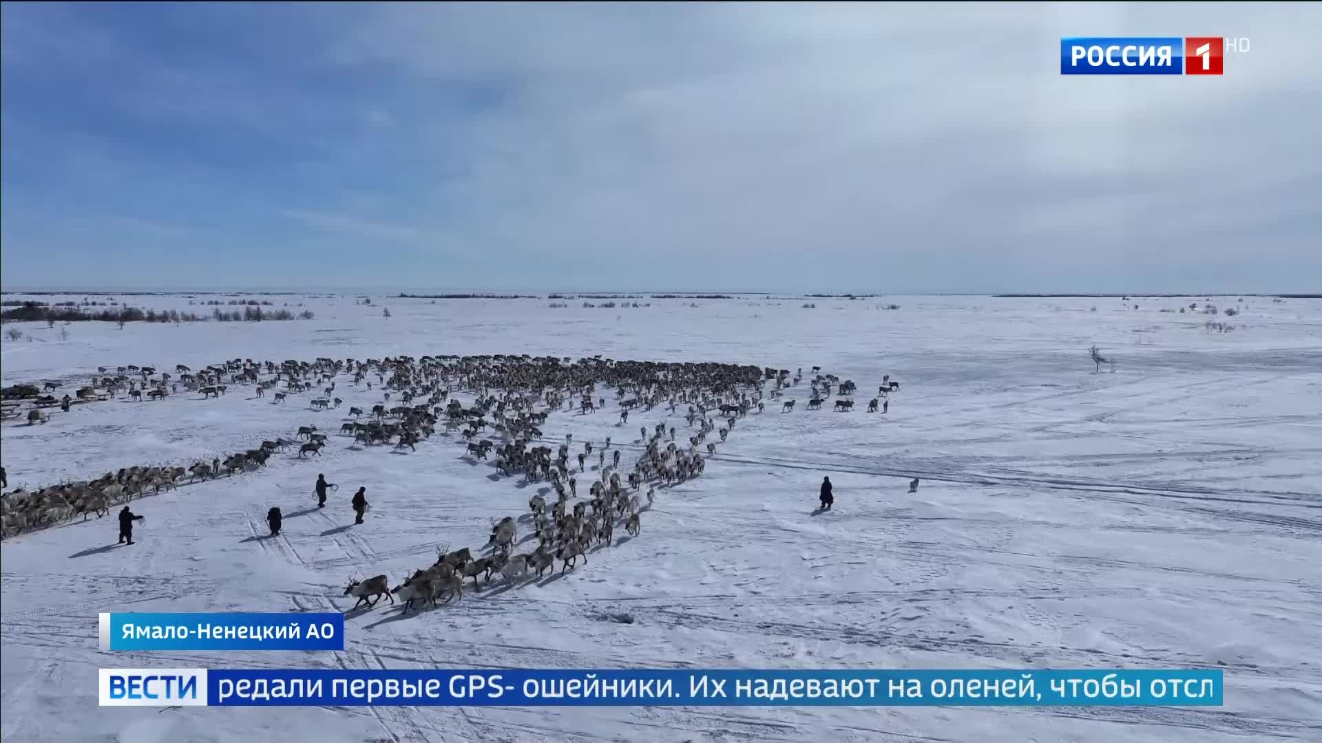 GPS-ошейники для оленей: начало проекта "Безопасная тундра" в Ямале