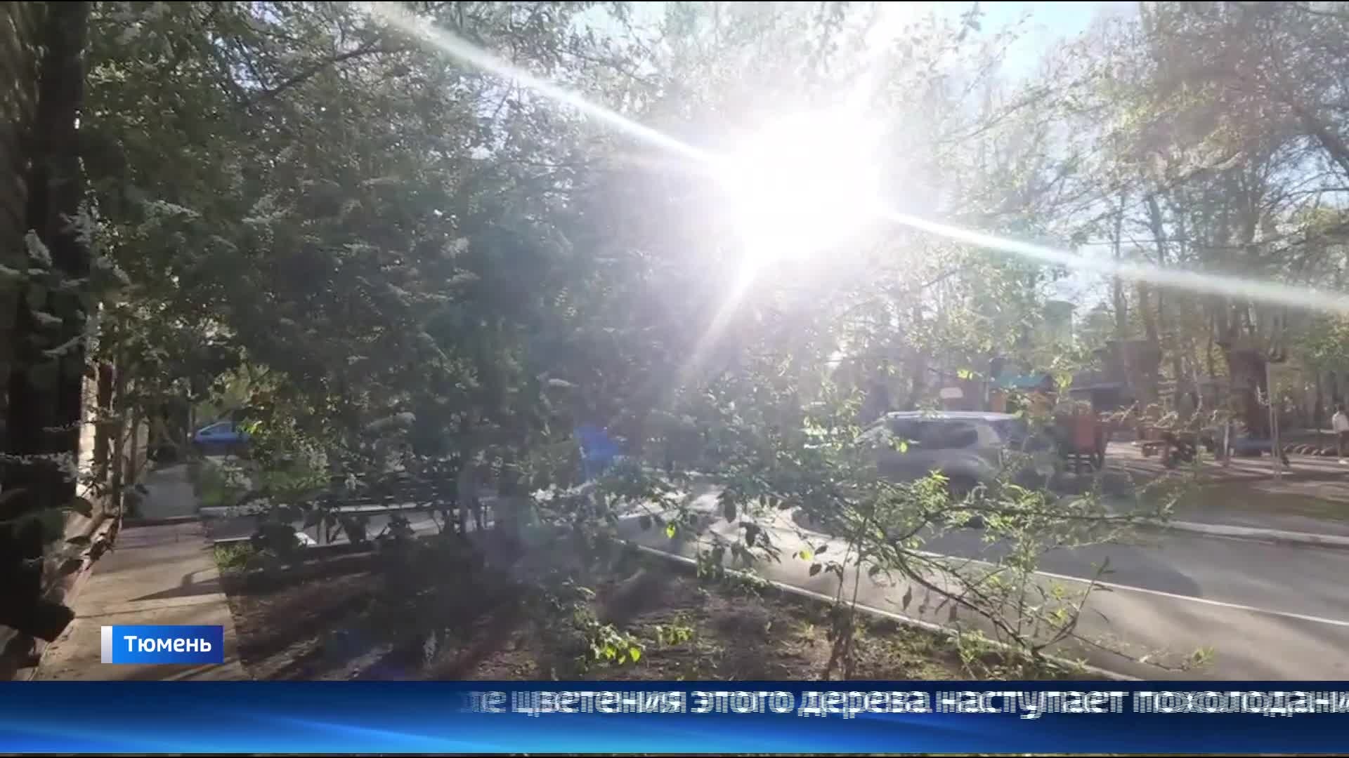Черемуха зацвела в Тюмени