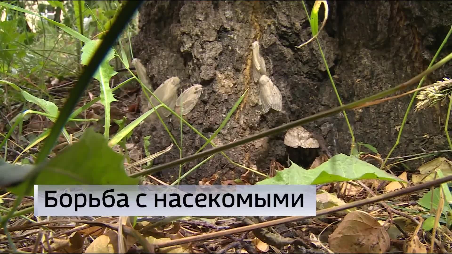 Обработка лесов от непарного шелкопряда началась в Тюменской области