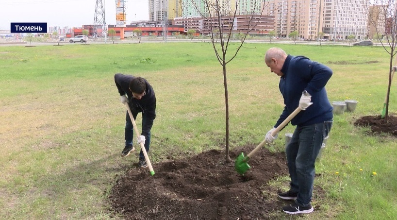 Порядка восьми тысяч новых зеленых насаждений появится в Тюмени в этом сезоне