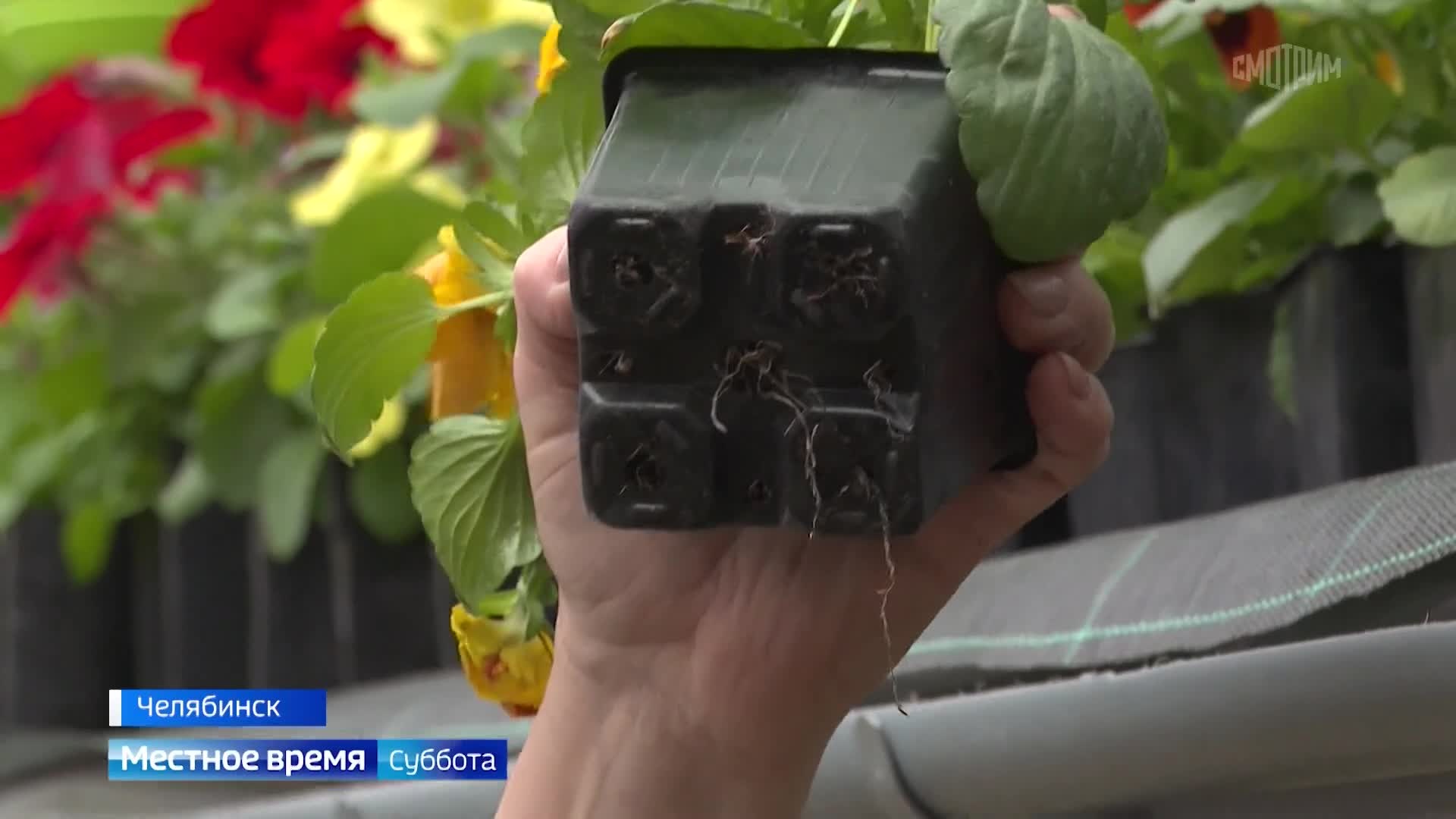 Как вырастить красивые и выносливые цветы: советы садовода из Челябинска