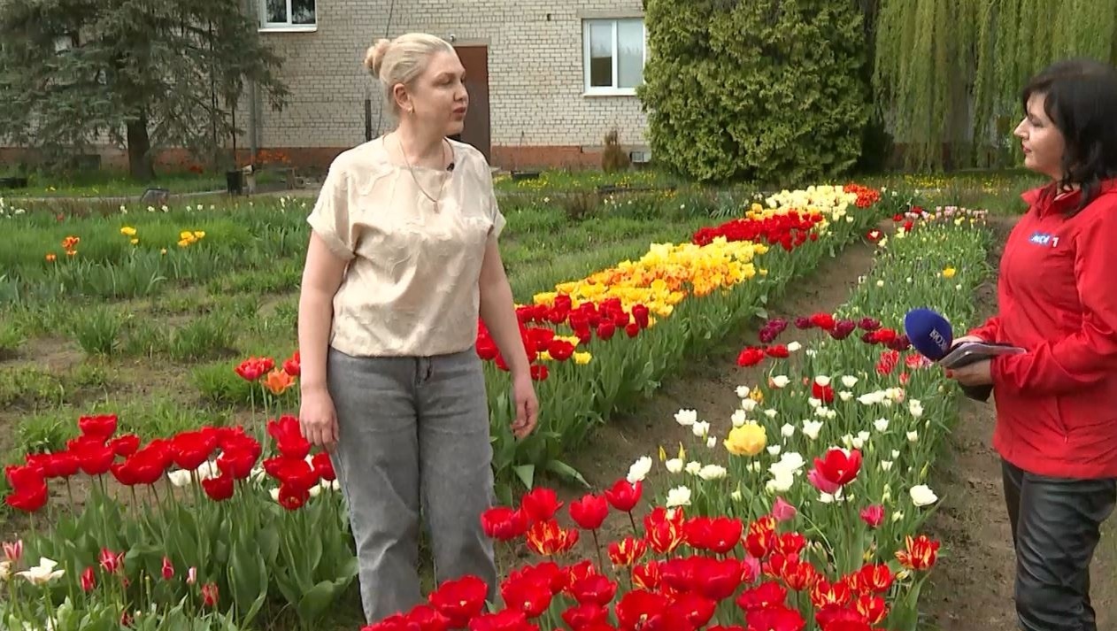 В Ботаническом саду Йошкар-Олы цветут сотни тюльпанов