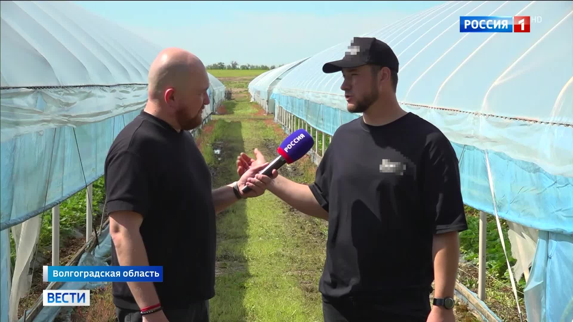 "Волгоградская клубника: первый урожай после затяжной весны"