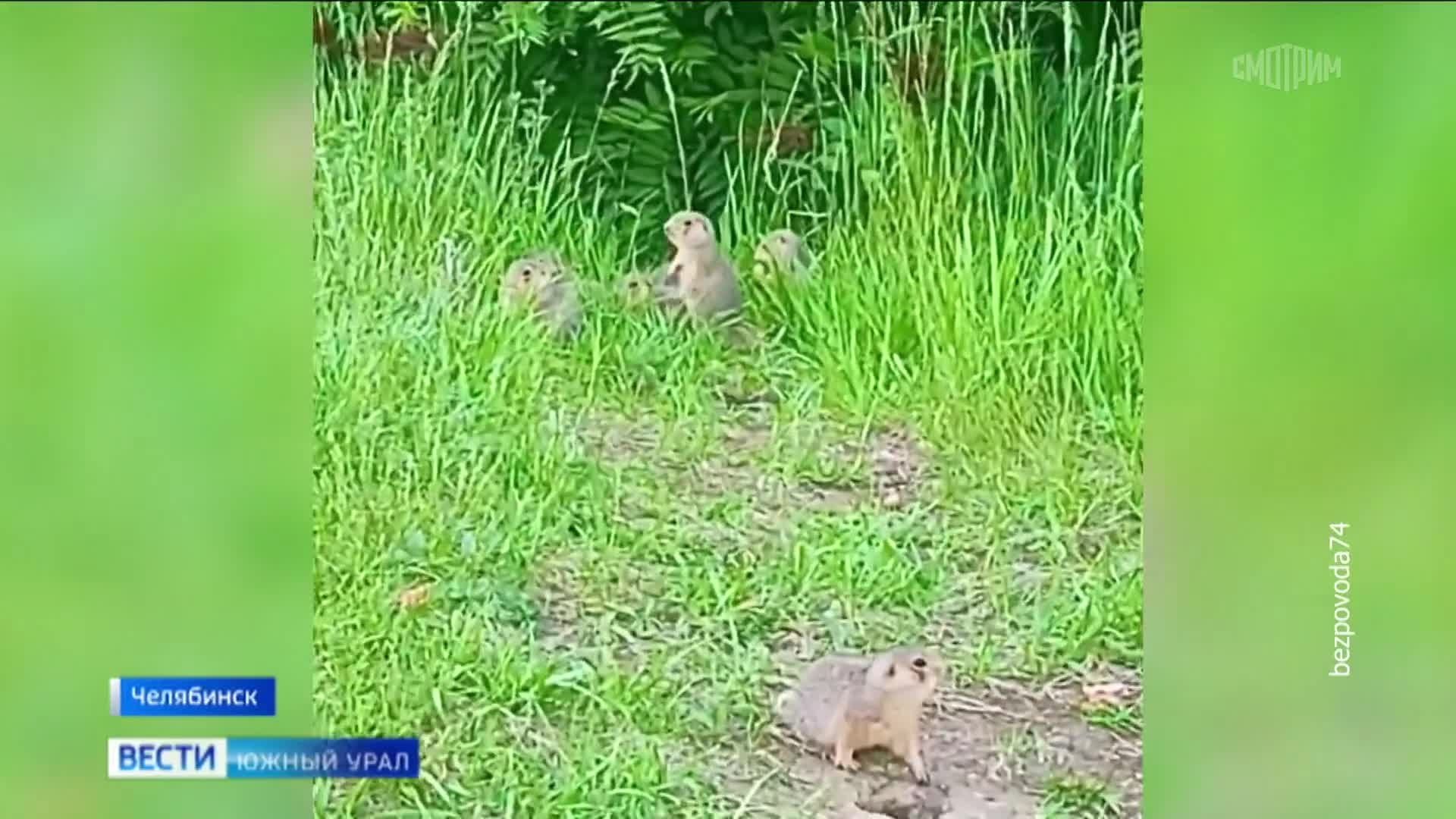 Семь милых суслят родились в ботаническом саду в Челябинске