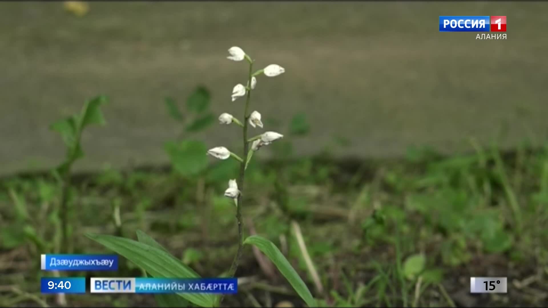 Цæгат Ирыстоны паддзахадон университеты кæрты ракалдта цымыдисаг дидинæг - пыльцеголовник длиннолистный
