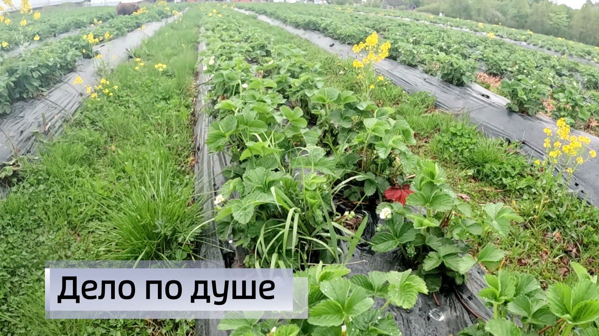 Эфир от 25.05.2026 (09:30)