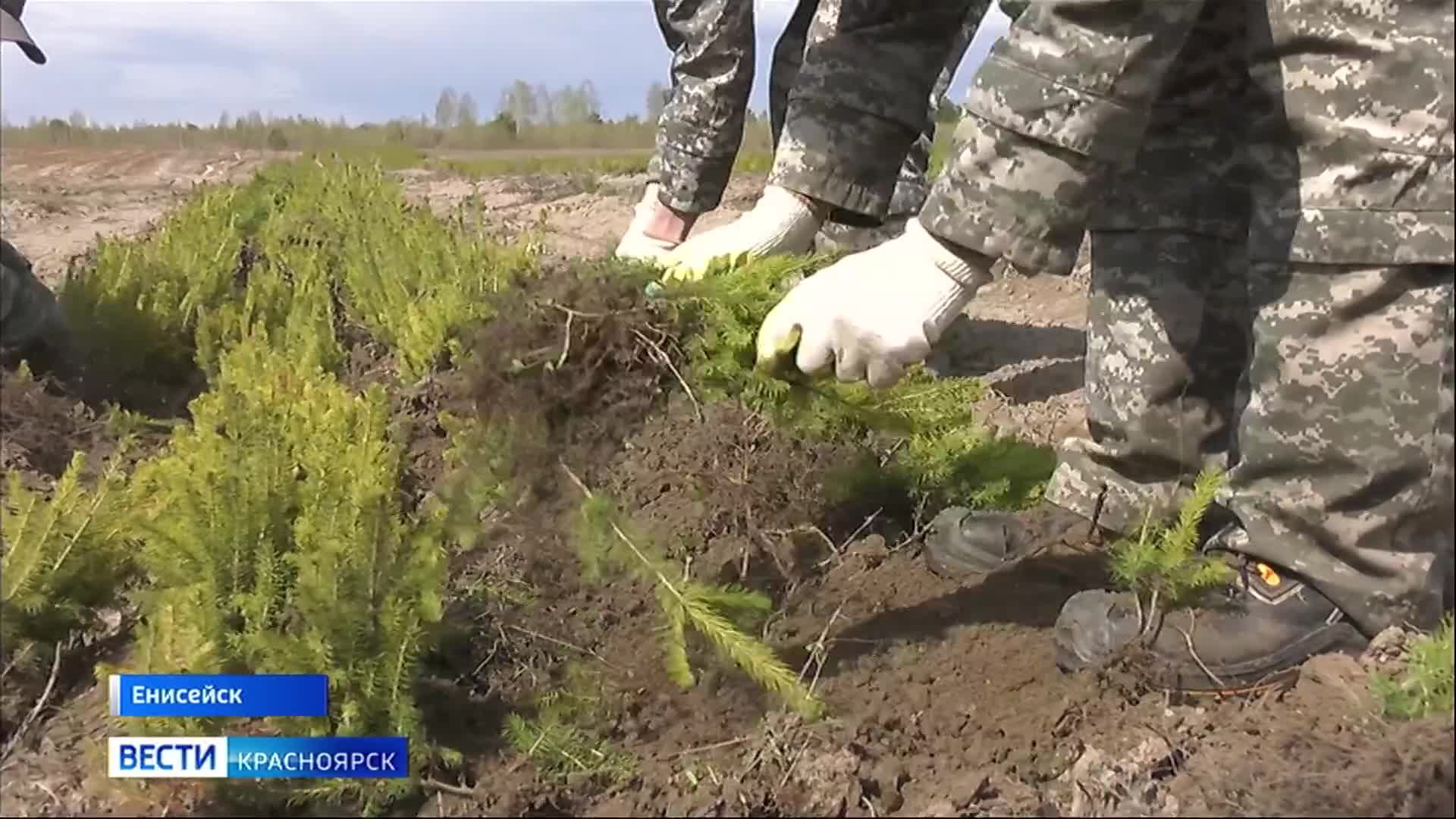 Затяжная весна сдвинула лесопосадки