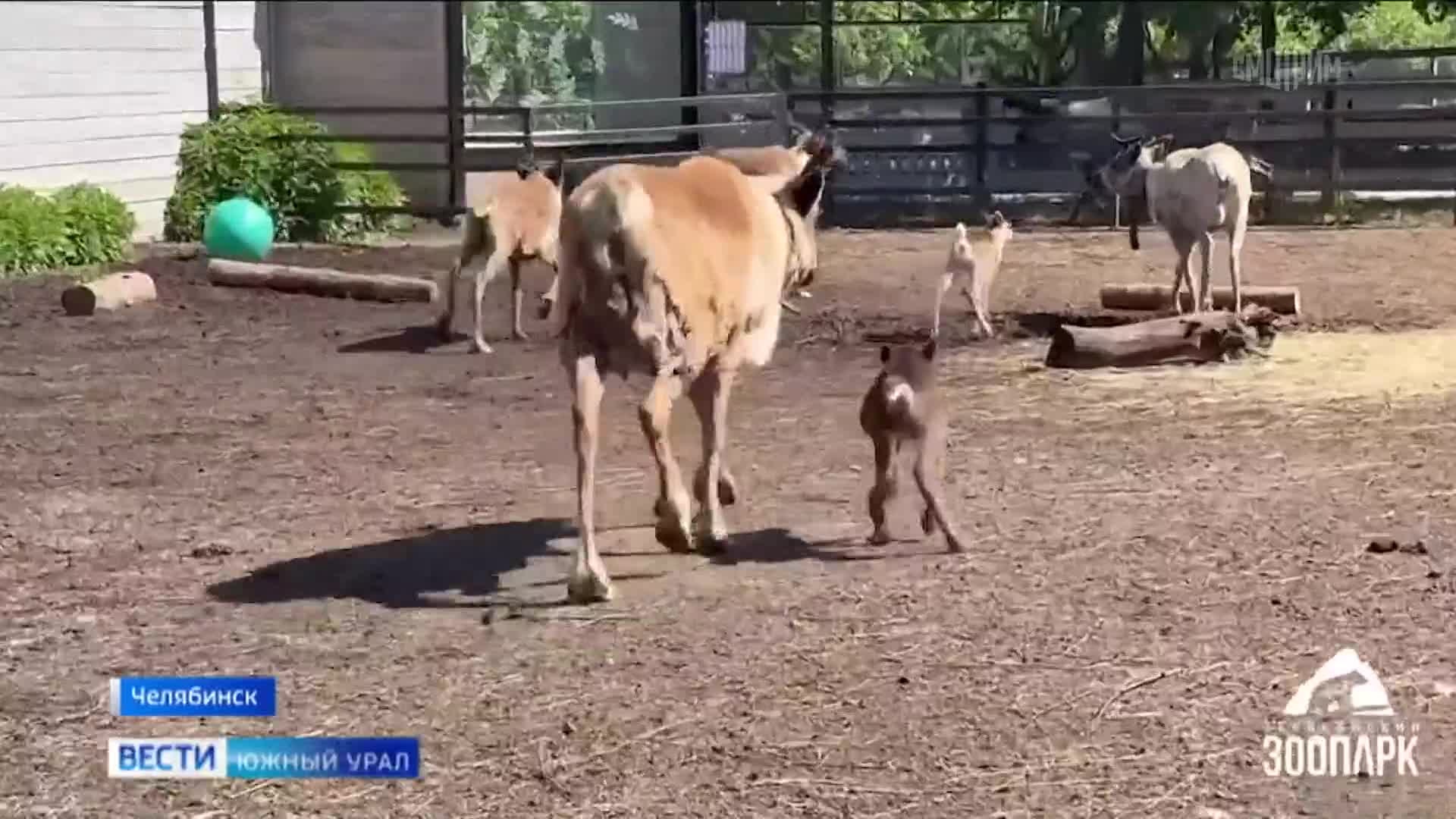 Северный олененок Свен родился в зоопарке Челябинска