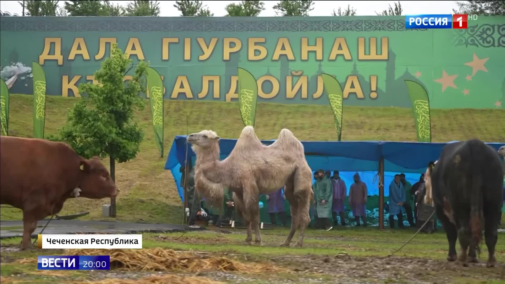 "Курбан-байрам в Чечне: молитва, жертвоприношение и благотворительность."