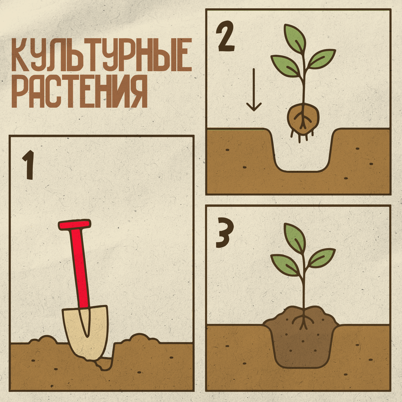 Культурные растения